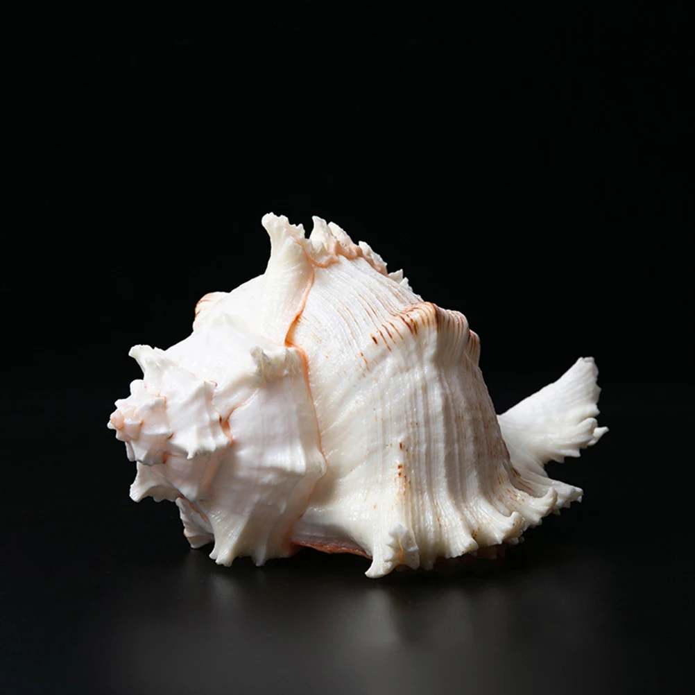 

5 PCs Big Snail Fish Tank Decorations Natural Conch Beach Shells Aquarium Accessory