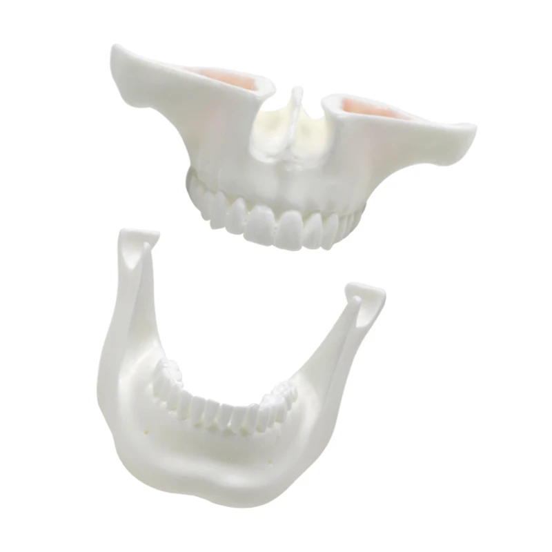 Teeth Model White Corundum Model Teeth Exercise Model Dental Supplies