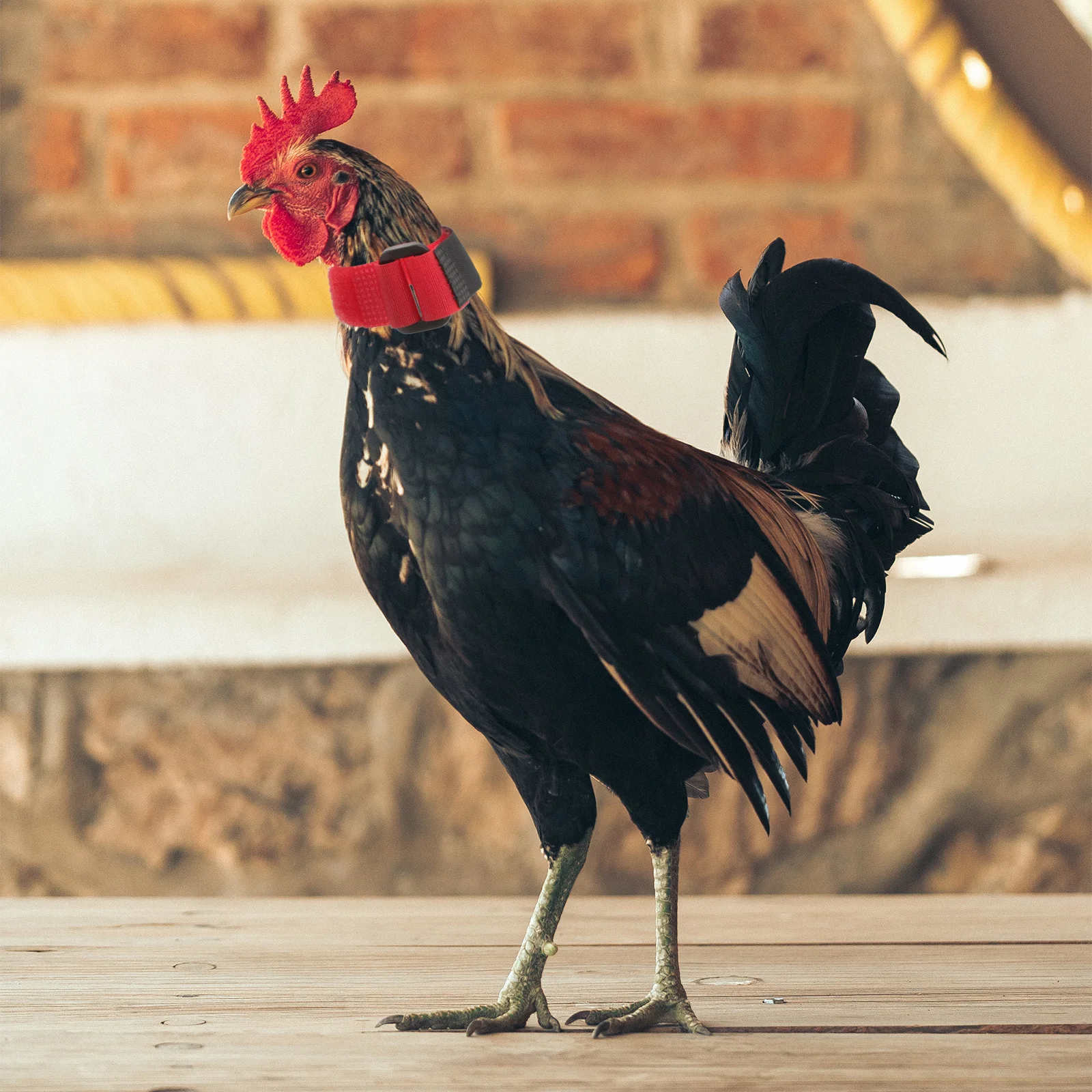 

8pcs Poultry Collars Anti-Crowing Neckbands Noise-Free Rooster Collar Stop-Screaming Bands Durable Nylon Neck Belts For Chicken