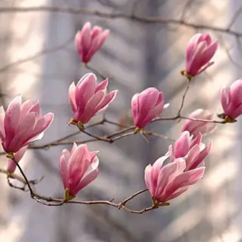 

Holybro Pixhawk 6C Mini-Model B Flight Controller STM32H743 With PM02 V3 / PM06 Power Module and M9N / M10 GPS for RC FPV Drone