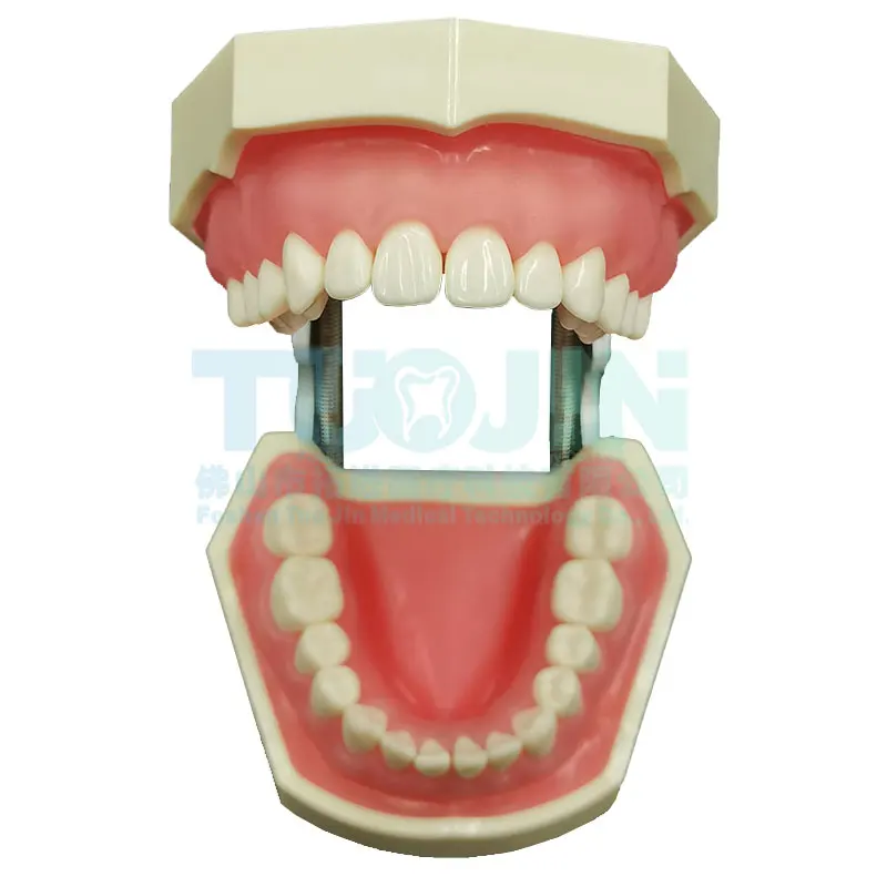 Dental 28pcs Removable Resin Teeth Soft Gums Typodont Tooth Model Preparation Student Oral Teaching Practice Product