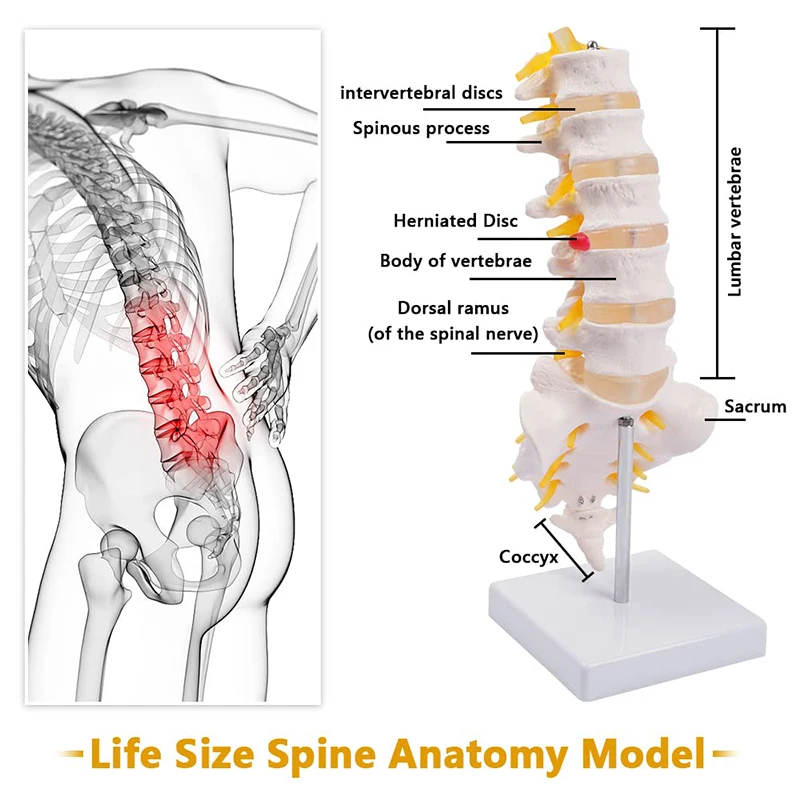 Modello lombare della colonna vertebrale modello di anatomia delle vertebre lombari umane a grandezza naturale con sacro e nervi spinali strumento