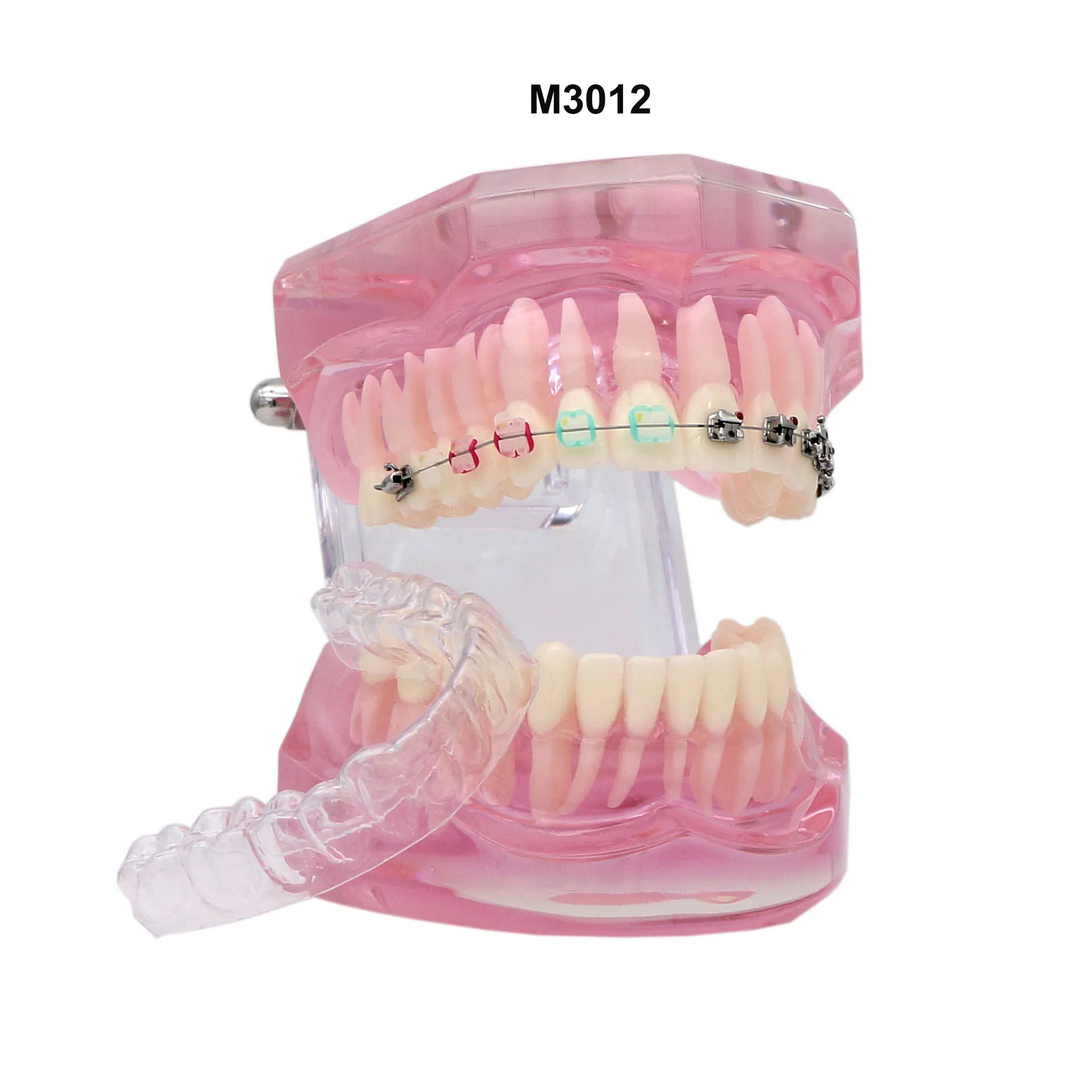 Dental Teaching Model Teeth Orthodontic Model With Clear Retainer Self-ligating Metal Ceramic Bracket For Dentist Demo M3012