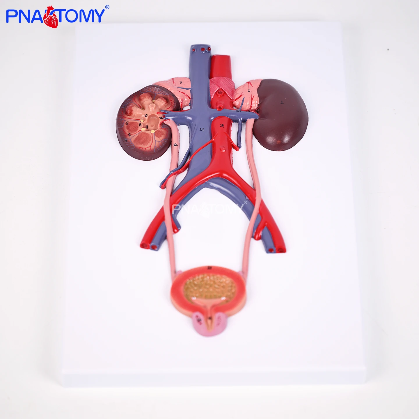 

Учебная модель симуляции человеческой мочевыводящей системы, анатомическая модель уретрального моста, мочевого пузыря и уретры унисекс, трёхмерная модель структуры почки, модель органов репродуктивной системы, съёмные медицинские учебные пособия, для прак