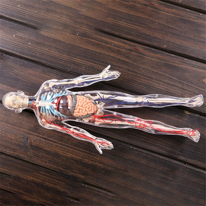 Top--Torso Human Body Model Education Internal Organs Model For Student Teaching Study Transparent Assembling Model