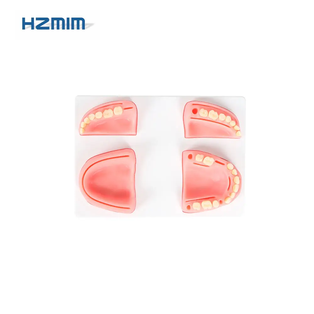 Human Dental Training Models Suture Pad With Resin Teeth For Practice Medical Science Product