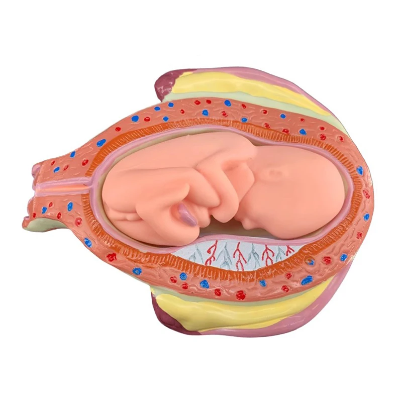 Pregnancy Embryo Development Process Model Anatomical Human Fetal Model Education Teaching Tool