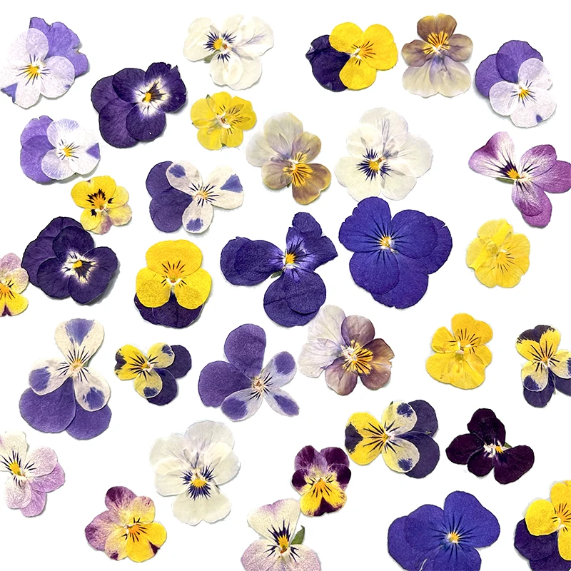 12 قطعة ، زهور مجففة فطيرة مضغوطة طبيعية لوازم يدوية ذاتية الصنع لإطار الصورة/الإشارة المرجعية/مصباح/مجوهرات من مادة الراتنج/حافظة هاتف/مكياج البتلات