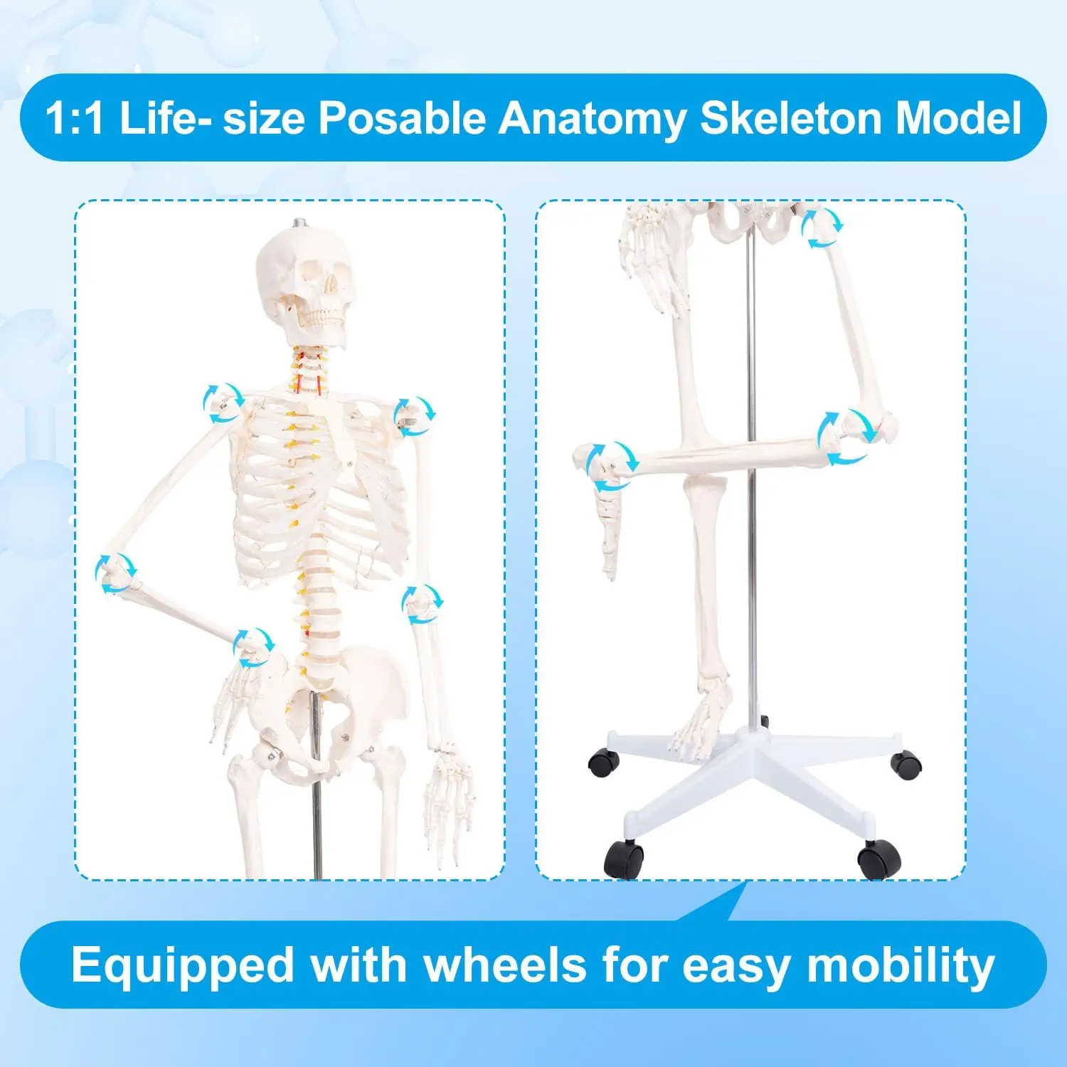 Life-Size Posable Human Skeleton Model with Nervous System, Carotid Artery & Educational Charts for Anatomy Study