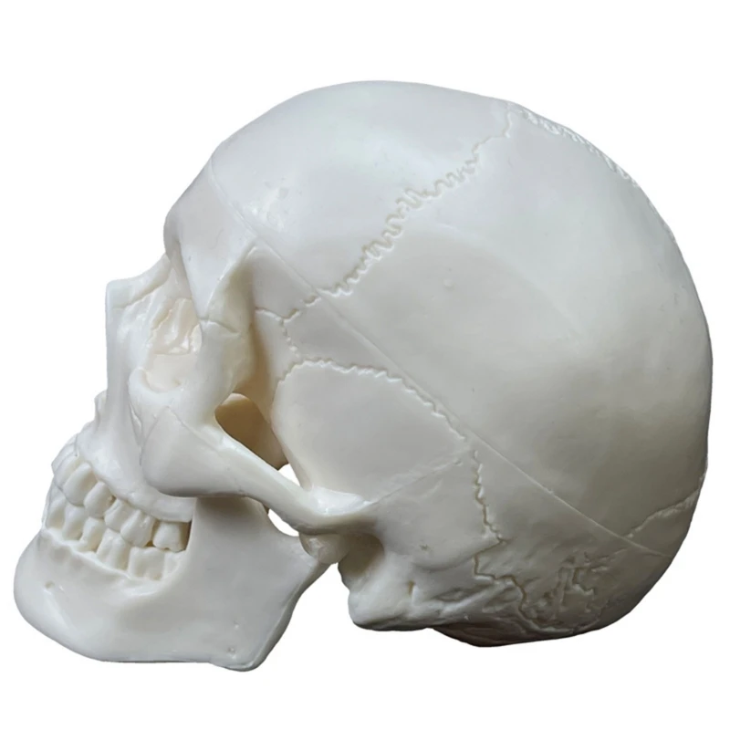 Human Skull Anatomical Model Skull Human Anatomical Anatomy Head Studying Anatomy Teaching Supplies Skull Model