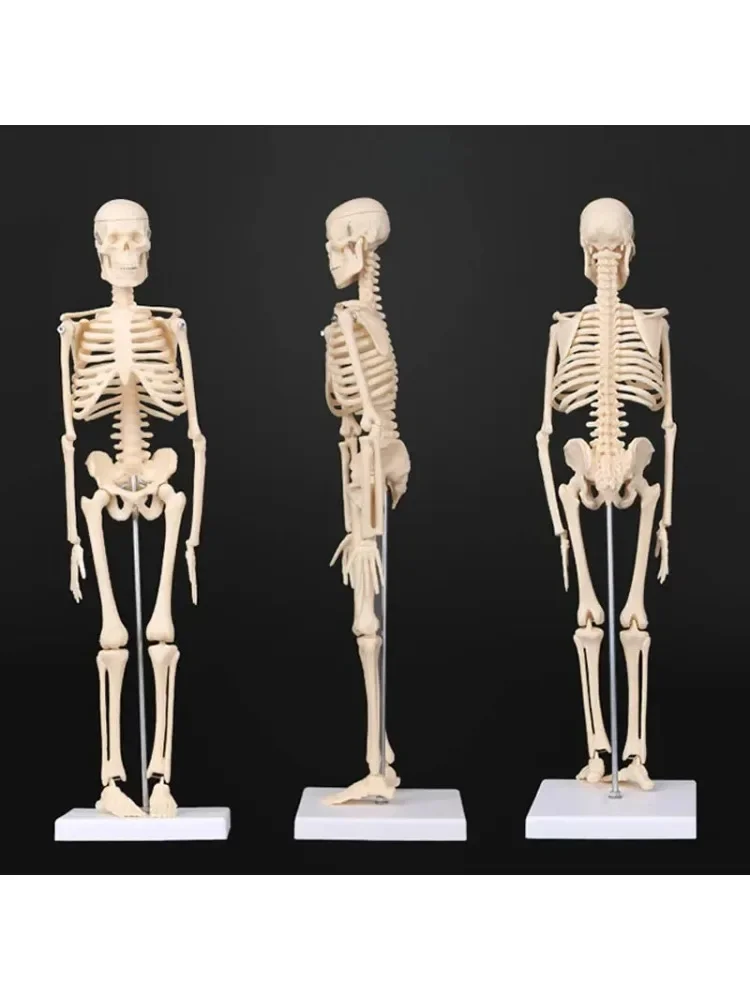 45CM anatomia anatomiczna Model szkieletu ludzkiego medycyna dowiedz się pomoc anatomia ludzki model szkieletowy hurt detal — 2