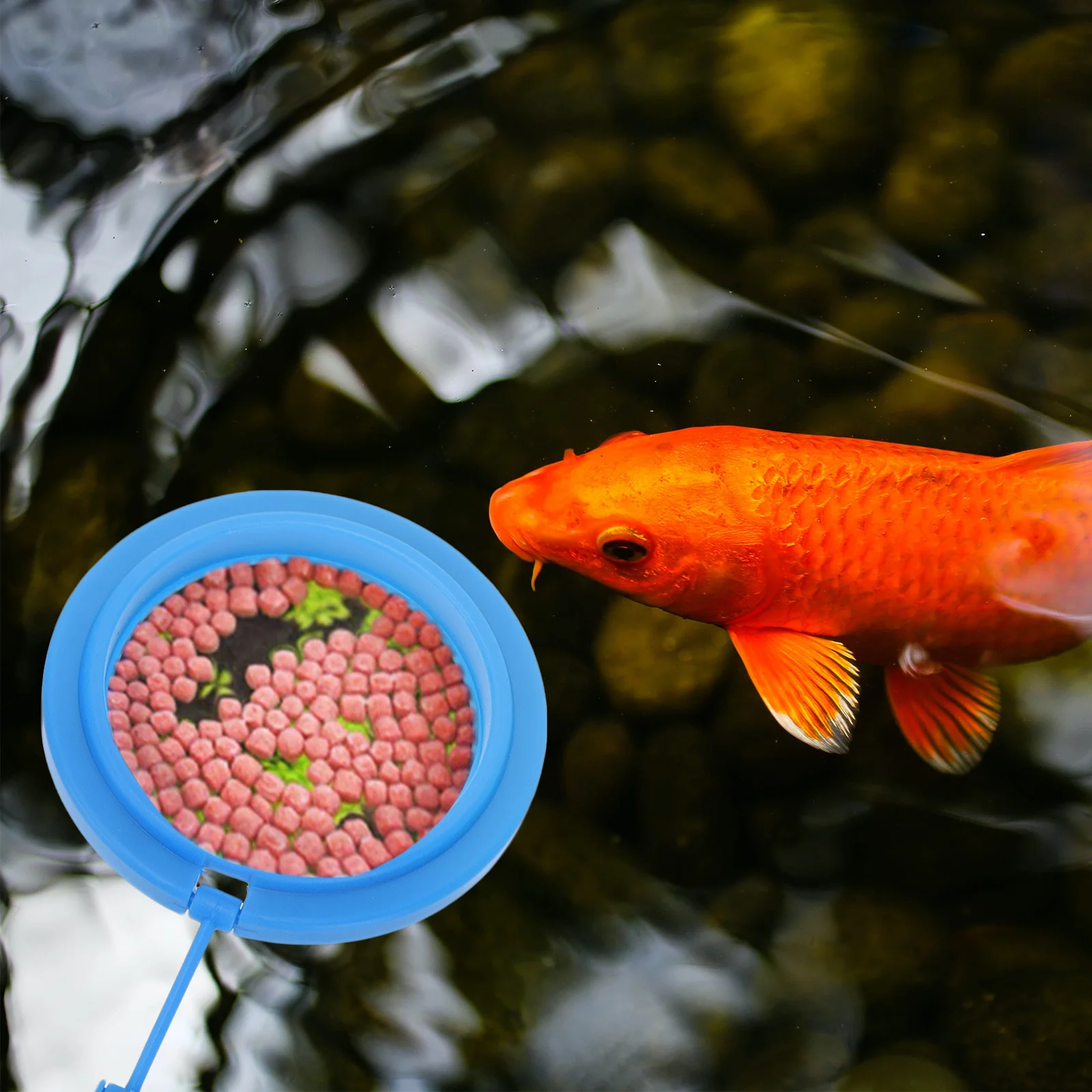 

2Pcs Fish Feeding Rings Floating Food Tray Suction Cup Aquarium Feeder Fish Tank Food Dispensers Suction Cup Aquarium Feeder