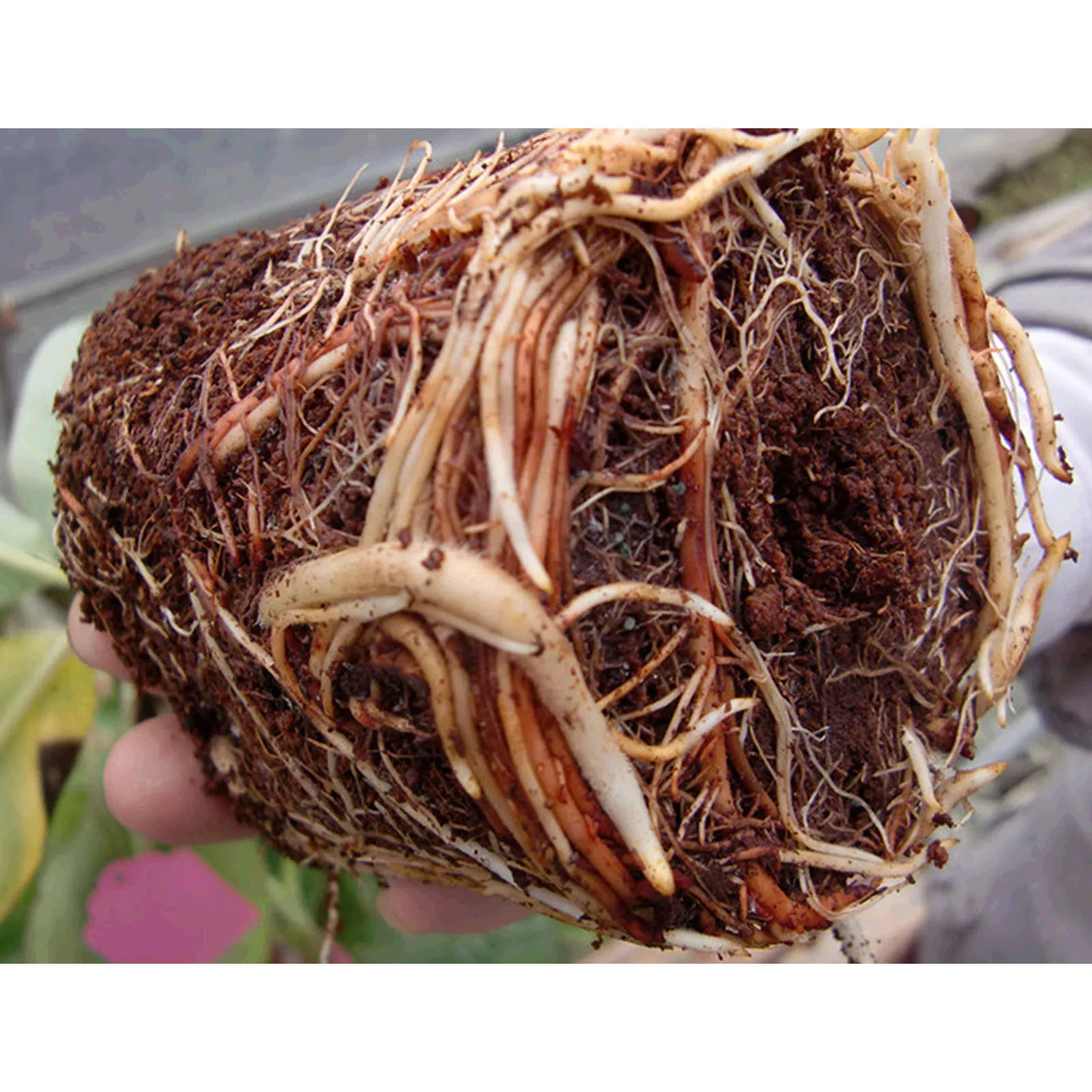 Plant Planting Seedling Coconut Bran Brick High Water Retention and  Ventilation for Planting Fruits Vegetables