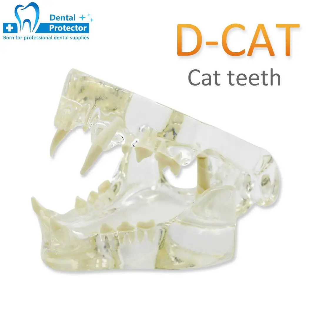 Transparent Dog Cat Teeth Anatomical Model Dental Animals Oral Jaw For Education Canine Dental Veterinary Office Decoration Demo