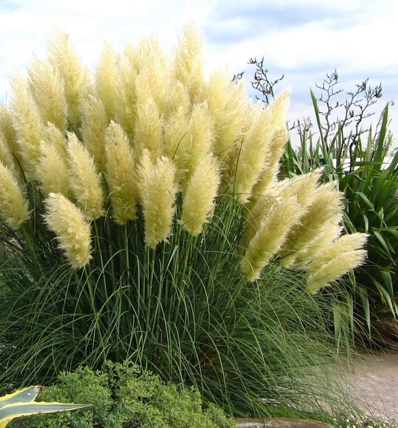 Garden Decor Big Fluffy Natural Pampas Grass Wedding Decorative Flower Large Dried Pampas Arch Flores Arrangement Decoration