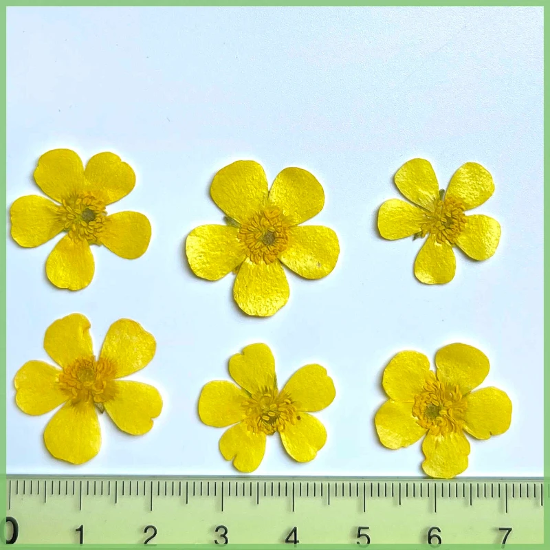 16 Stuks/1.5-2.5Cm, Geperste Gele Boterbloem In Reliëf Ranunculus Mini Echte Droge Bloem Handgemaakte Druppellijm Sieraden Telefoonhoesje Bladwijzer