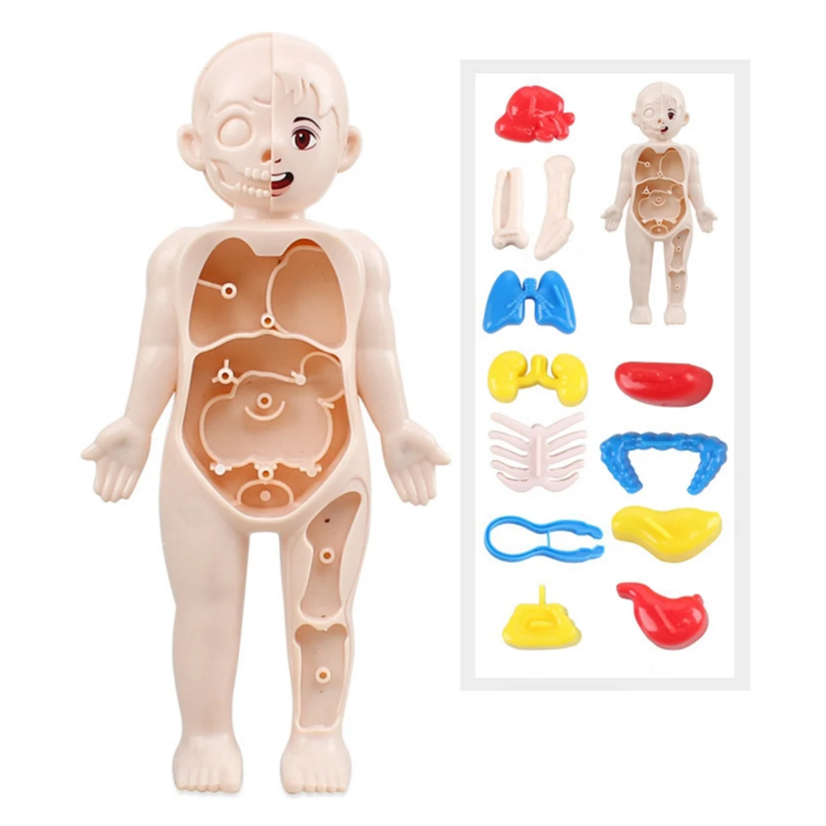 X55A-Children تعليم العلوم جسم الإنسان نموذج تشريح الجهاز لتقوم بها بنفسك تجميعها اللعب التدريس #6