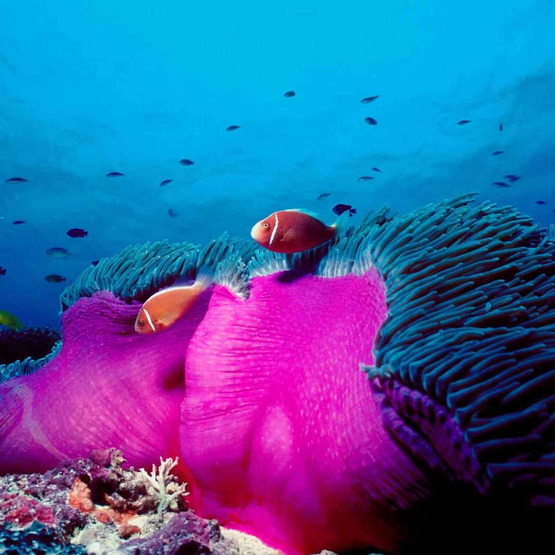 

Для Ford Ranger 2015 2016 2017 2018 2019-2021 Android 14 Carplay Радиоплеер Автомобильный GPS-навигатор Мультимедийный головное устройство Автомобильная стереосистема