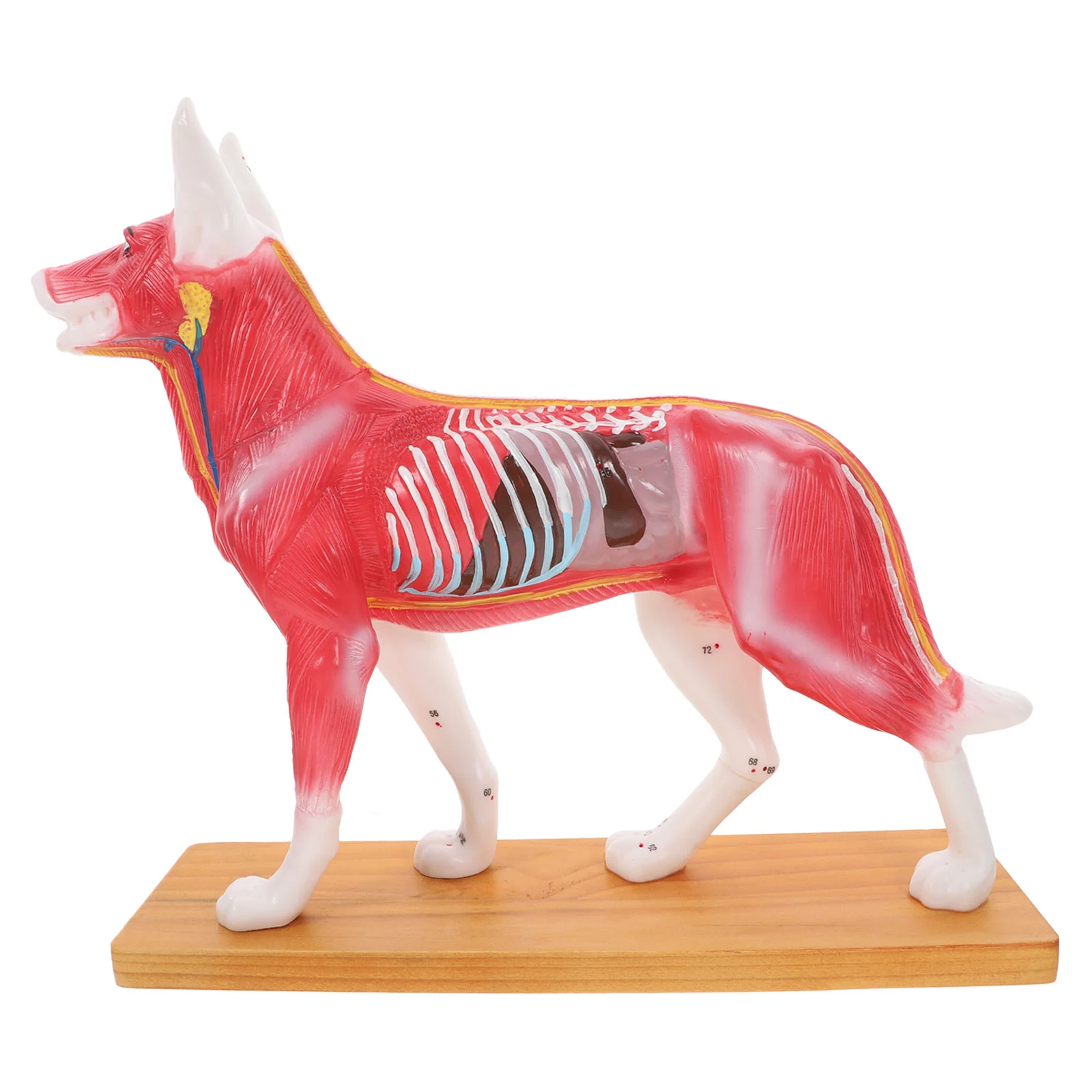 

Dog Acupoint Model Student Training Tools Professional Acupuncture Body Teaching School