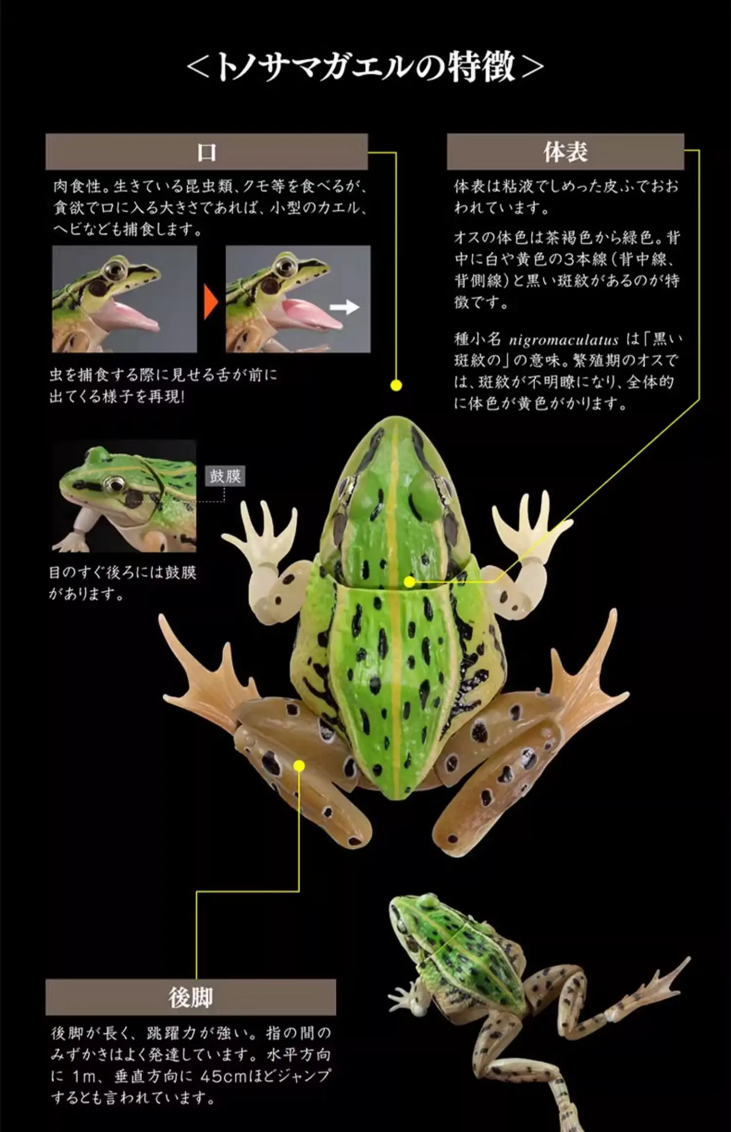 Bandai Gashapon Enciclopedia biografica Stagno maculato nero Rana Animali simulati Prop mobile Action Figures Modello Giocattolo per bambini