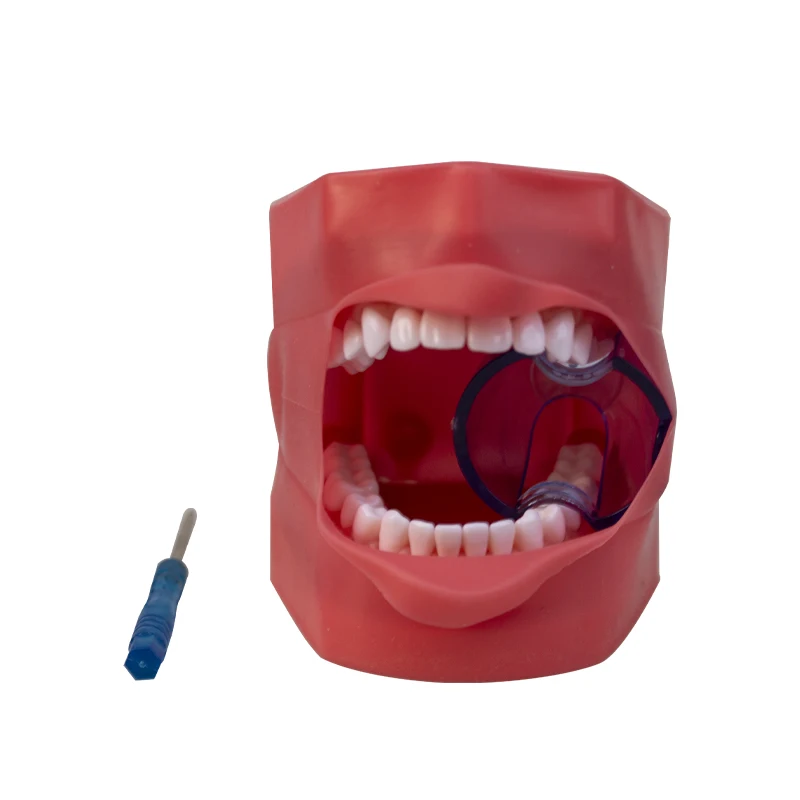 

Dental Preparation Practice Model Full mouth Removable Teeth Simulation Skin Model Simple Head Model Dental Oral Model