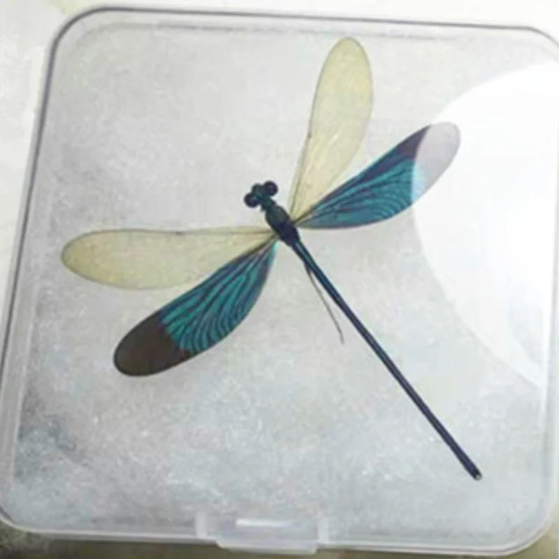 

Insect Dragonfly Specimen Has Spread Its Wings Transparent Boxed Birthday Gift Student Gift Photography and Popular Science