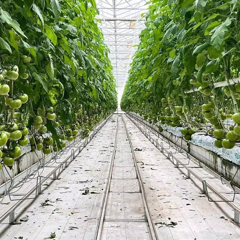 

Customized greenhouseAutomated Glass Greenhouses for High-Yield Tomato Farming Grow