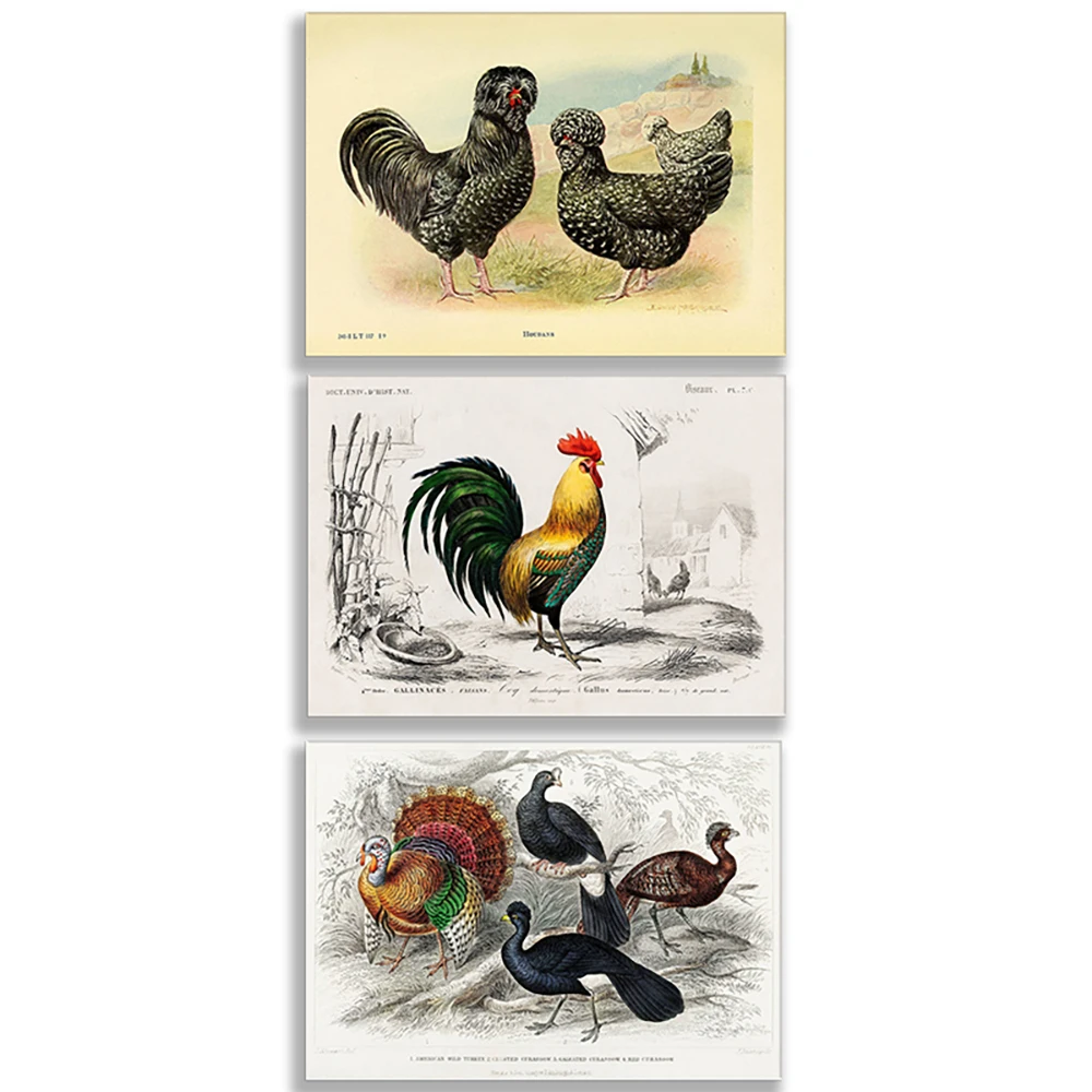 Burger Chicken, White Spot Chicken, Brahma Bantam, Orpington Chicken, Lehen Chicken, Cochin Chicken, Country Chicken Poster