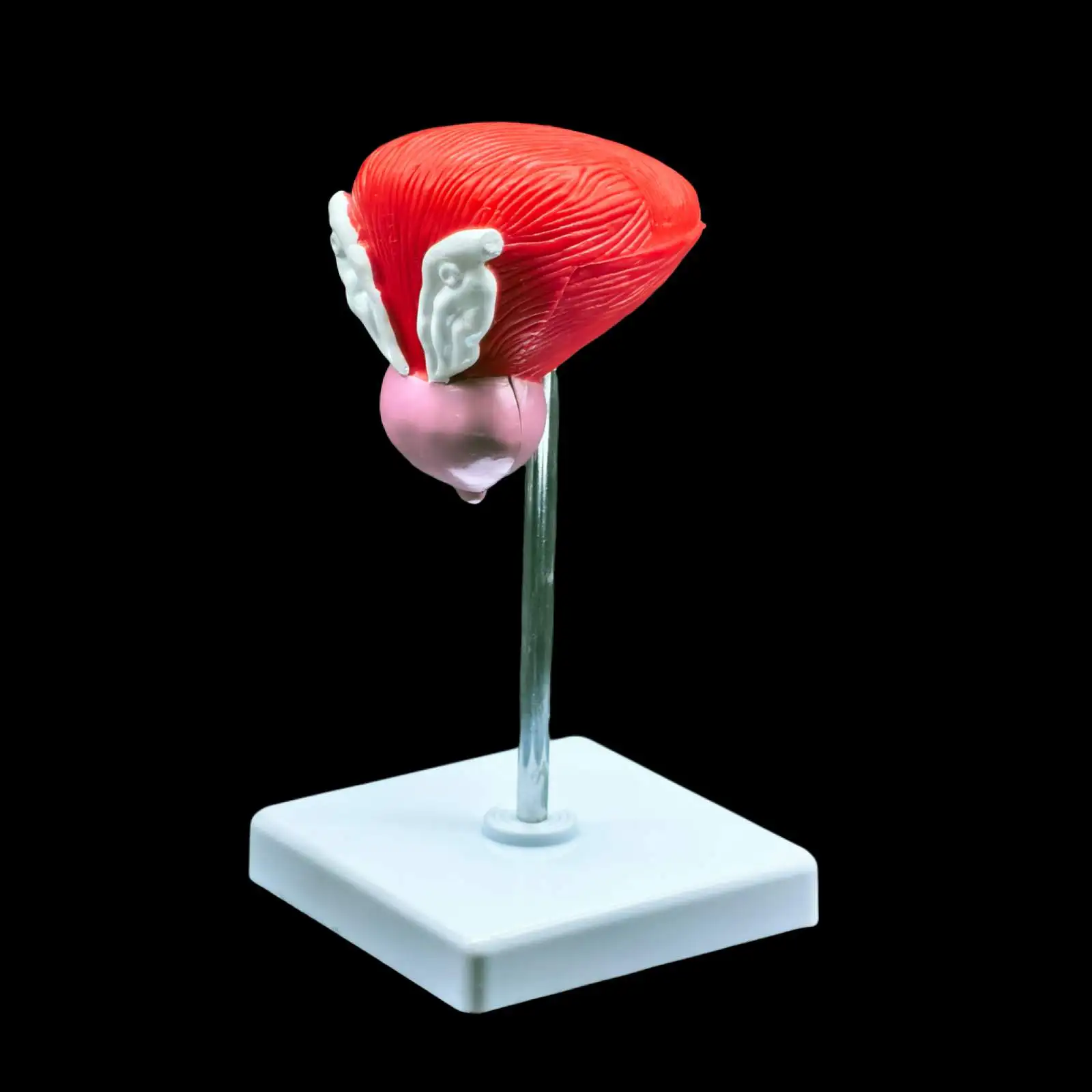 PVC Natural Life Size Anatomical Human Urinary Bladder Prostate Model Medical Urology Anatomy