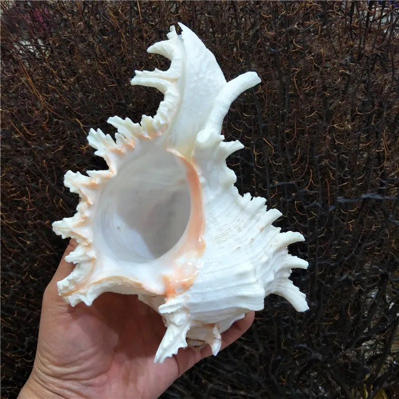

Kirin Snail Thousand-Handed Landscape Fish for Tank Creative Home Collection with Natural Conch Shell Raw Technique