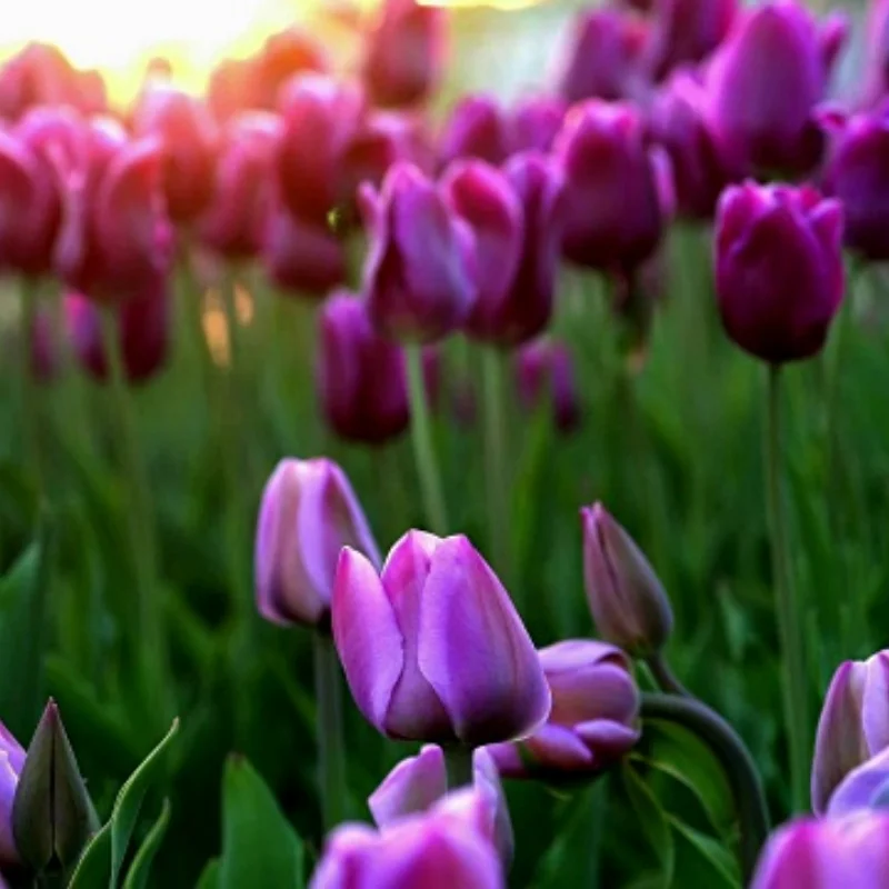 4 stuks 55/115 48/112 Band Band 12mm Wiel Hex voor FS DHK Remo HQ727 1/10 RC Auto Upgrade Onderdelen Accessoires