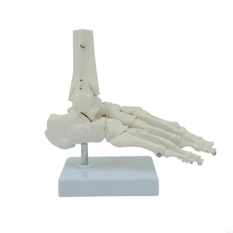 

62CD Human Right Foot Joint Skeleton Model for Education and Science Classroom
