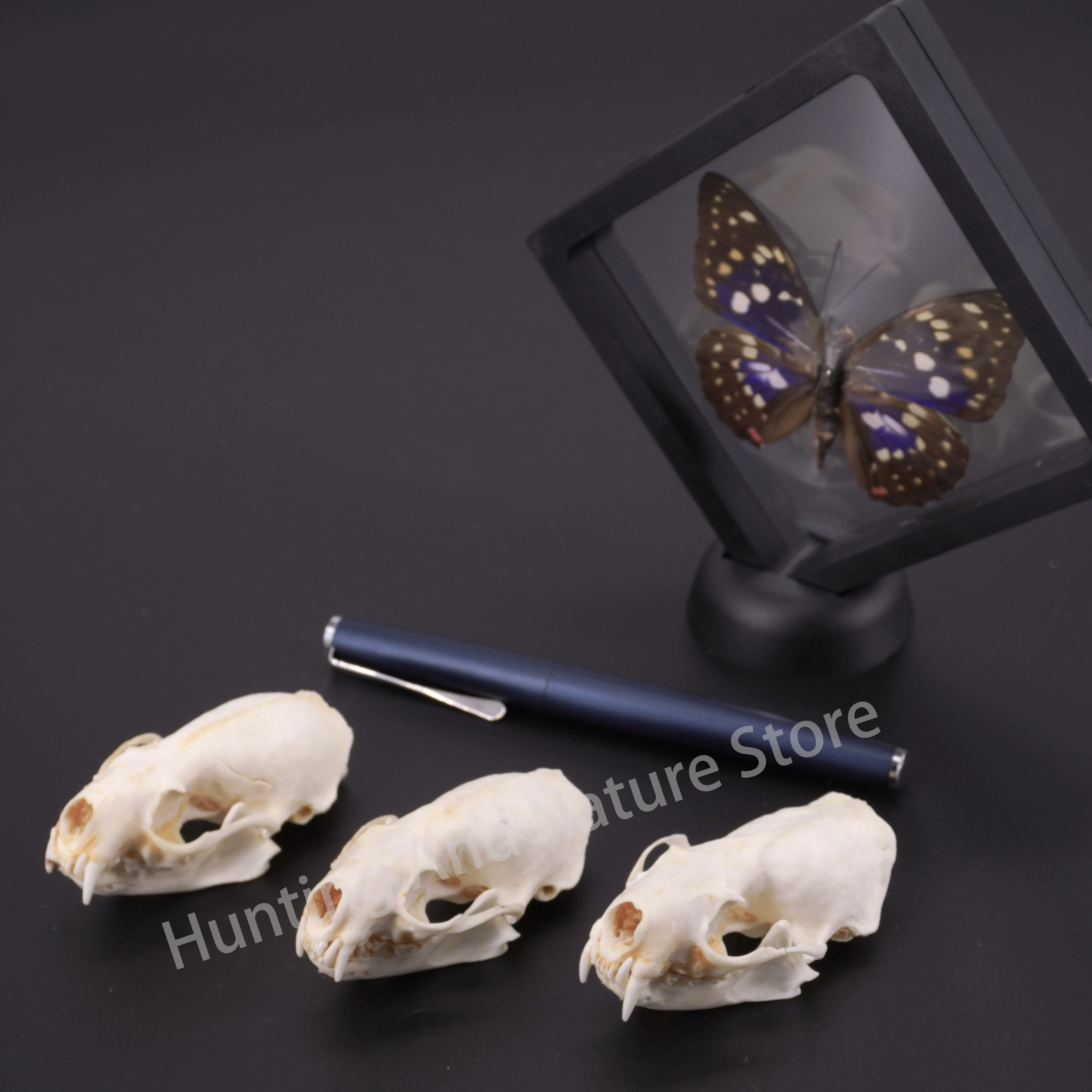 Real Mink Skull For DIY Crafts Halloween Decorations Educational Models Collectibles Real Animal Skeleton Specimens Unique Gifts