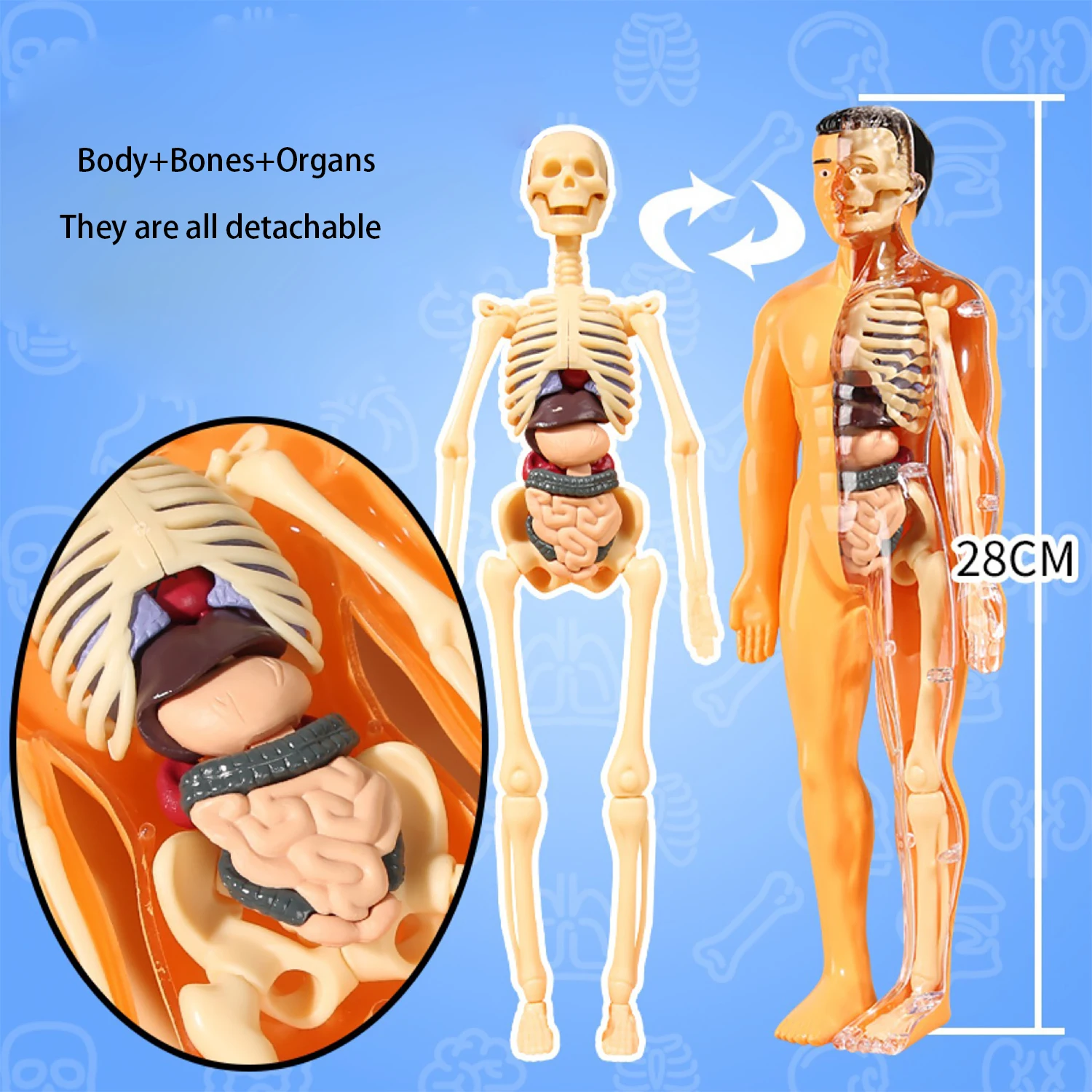 نموذج جسم الإنسان، لعبة الأطفال، الجذعية، العلوم والتعليم المعرفي، تجميع أجهزة الألغاز، لعبة الهيكل العظمي