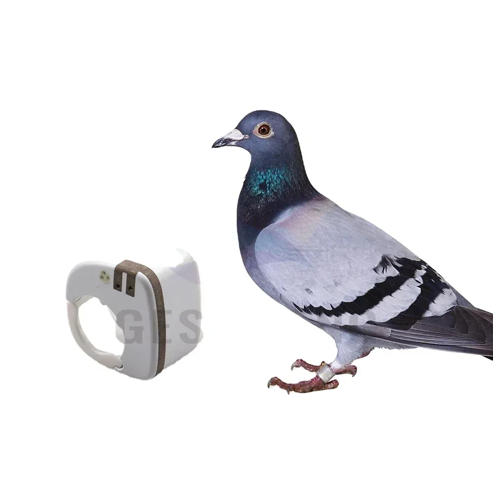 gps para pajaros gps pigeon tracking ring mini gps tracker for parrot birds pigeon