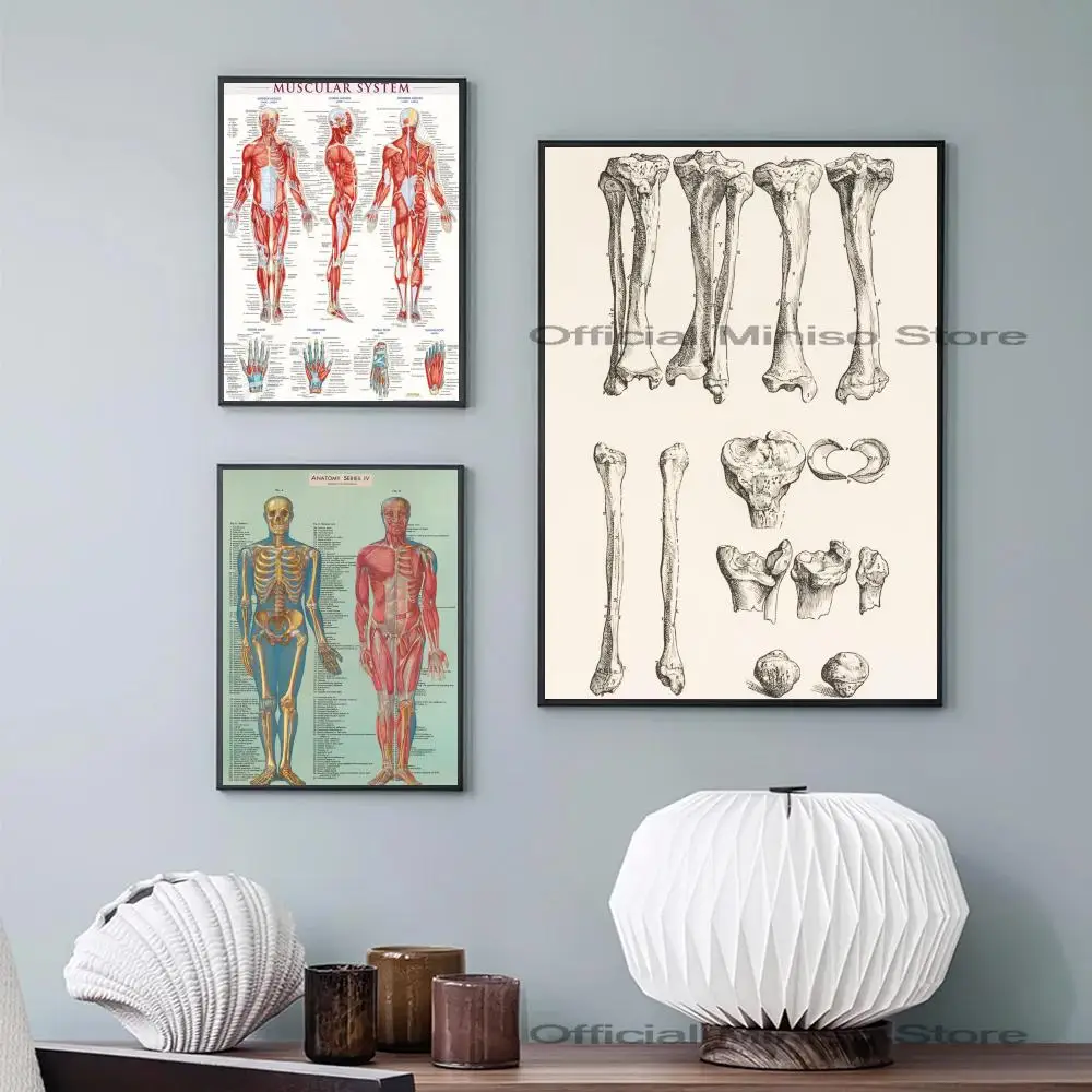 1pc Human Anatomy Muscle System Poster Self-adhesive Art Waterproof Paper Sticker Coffee House Bar Room Wall Decor