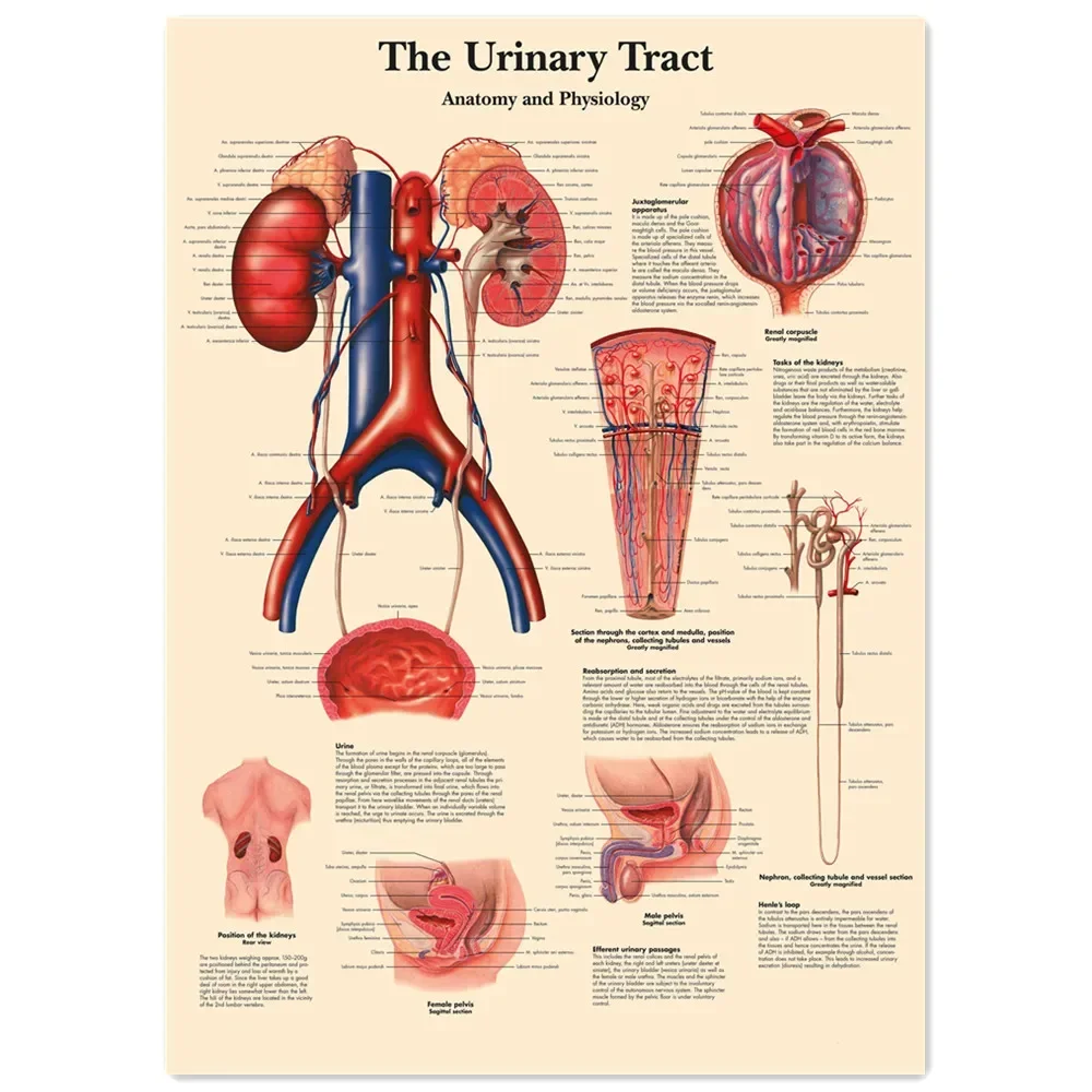 The Urinary Tract Vintage Kraft Paper Wall Art Painting Human Anatomy Medical Posters & Prints Wall Stickers Home Decor Chart