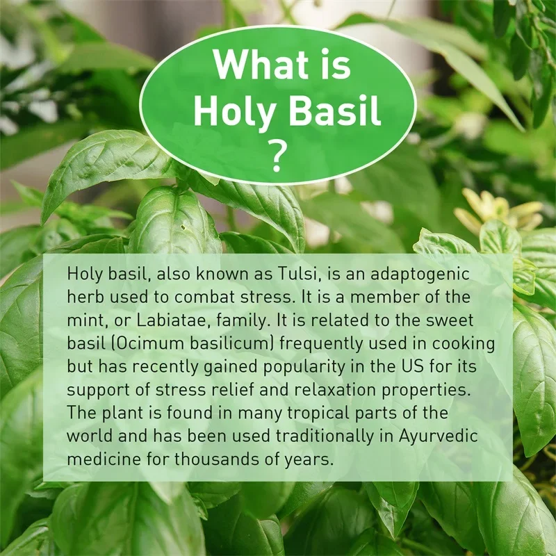 Holy Basil - Antioxidant, Stress Relief, Digestive Health Support, Cognitive Function Improvement