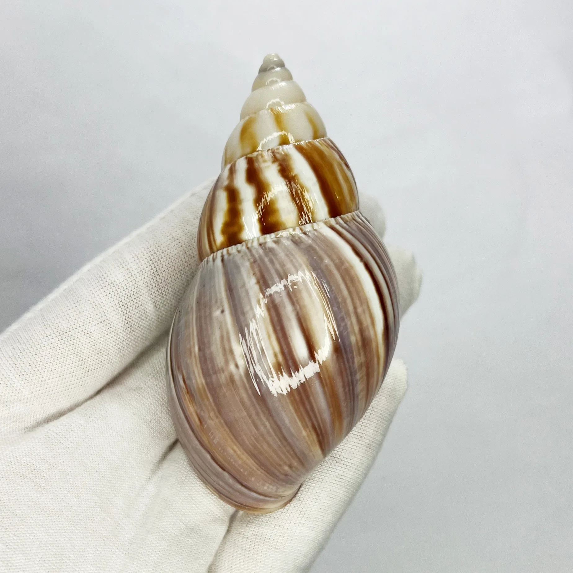 Guscio turbo naturale - Habita - Marine Aquarium Hermit Crab recensione e prezzo
