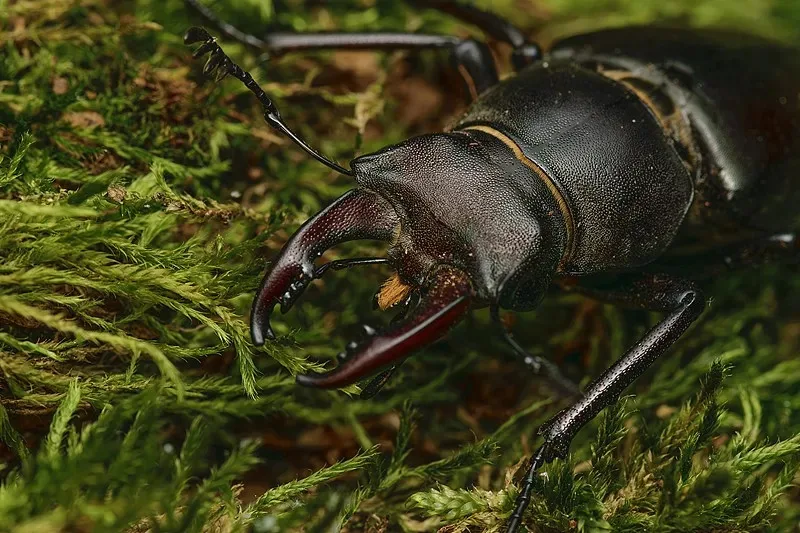 

MJX Hyper GO H12Y H12Y+H12P Remote control off-road climbing vehicle accessories