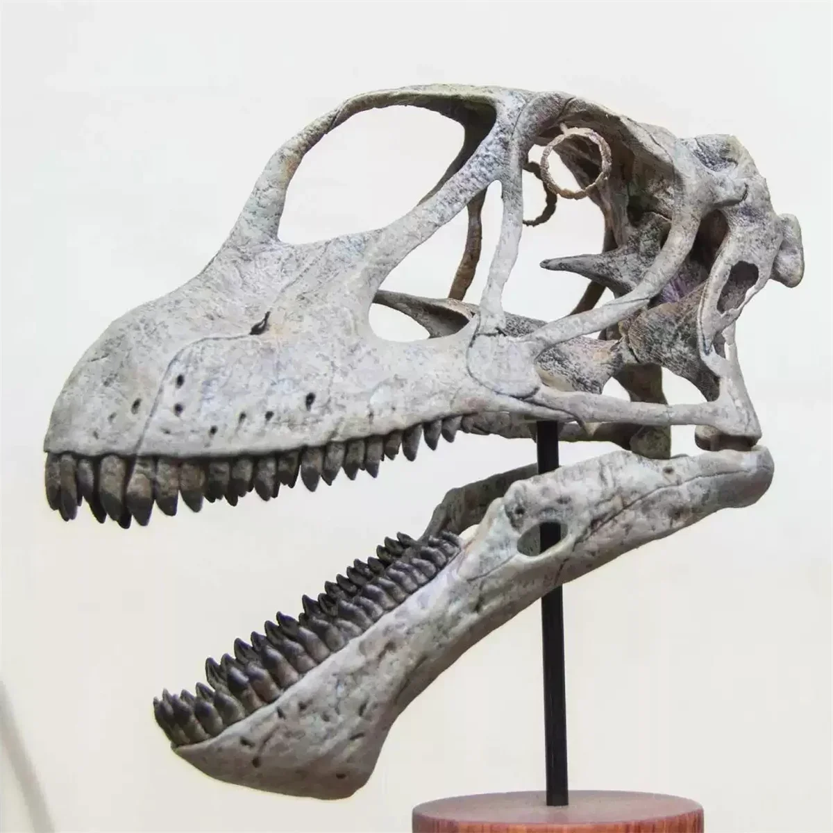 VWUVWU Mamenchisaurus youngi Skull Skeleton Model Sauropodomorpha Dinosaur Animal Collection Educational Decor GK Gift Toys