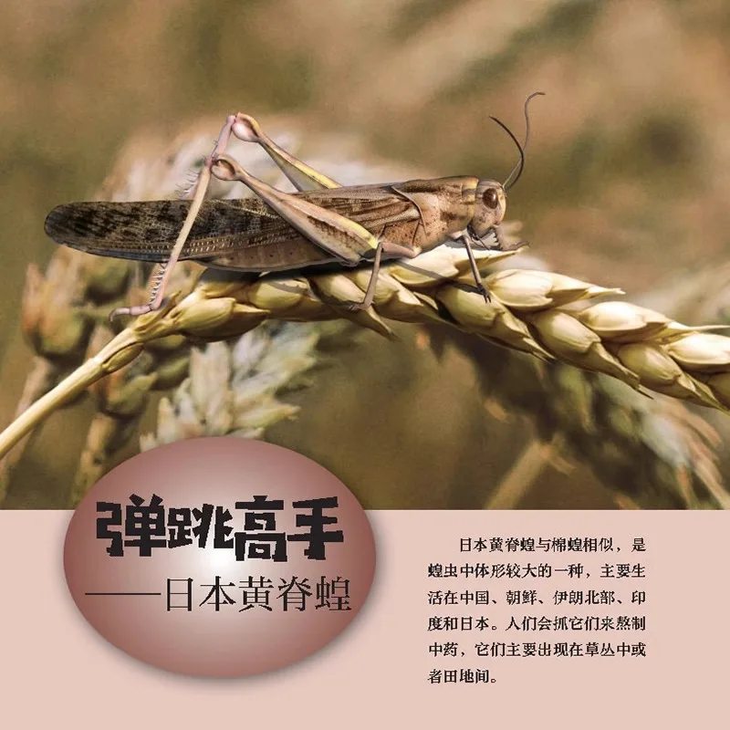 The Mystery of The Insect World, Insect Encyclopedia Knowledge Books, Basic Overview of Insects Description