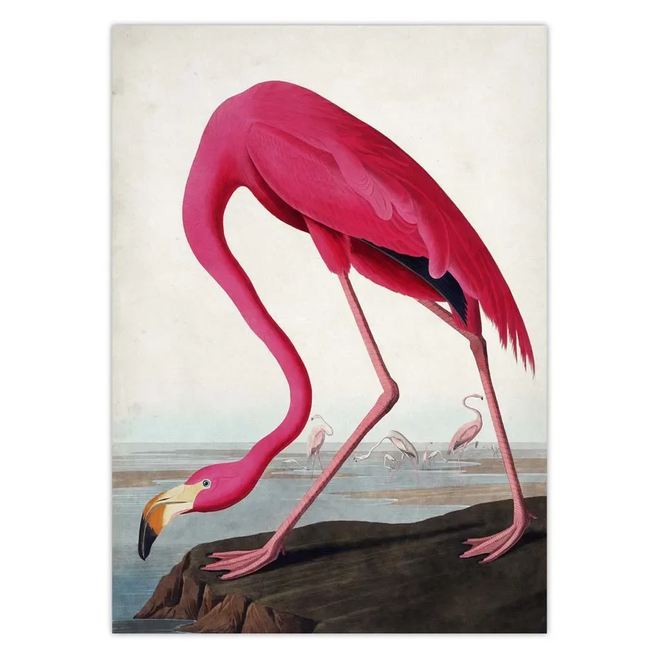 Vintage Bird Canvas Print Audubon Bird Posters Pink Flamingo Snowy Owl Pelican Blue Heron White Egret Canvas Painting Wall Art