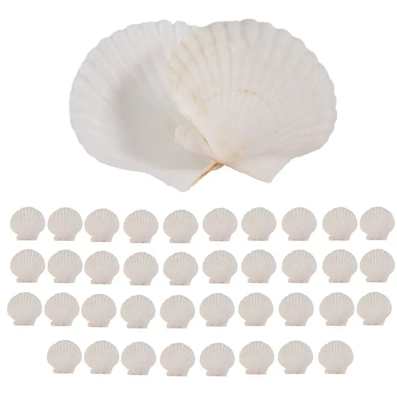 L60A 120PCS Natural Scallop Shells 1.4-2.4Inch White Small Sea Shells For Crafts Crafting Shell Bulk Real Seashells view 4