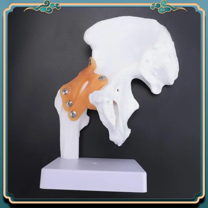 

(New)-Life Size Anatomical Hip Joint Model Human Skeleton Anatomy Exercise Bone Orthopedic Pain Teaching Resources