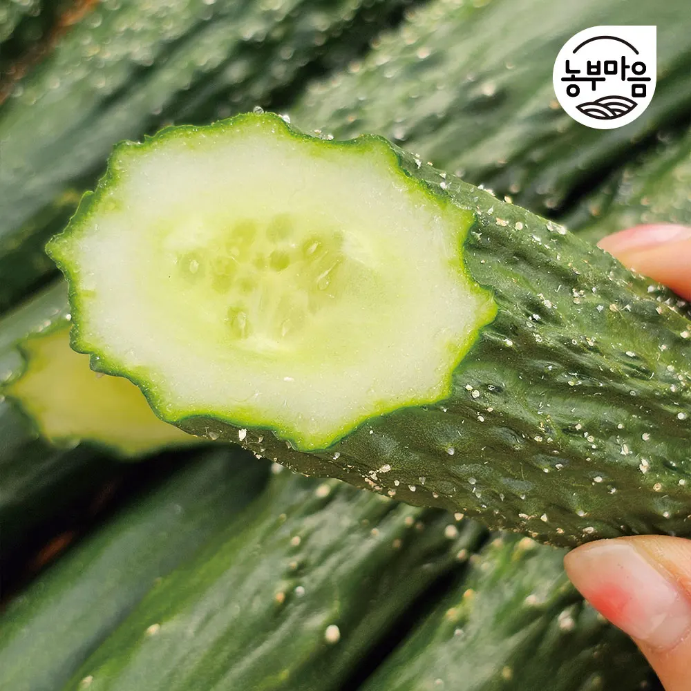 خيار بحري رطب ومقرمش (5 قطع، 10 قطع، 25 قطعة)