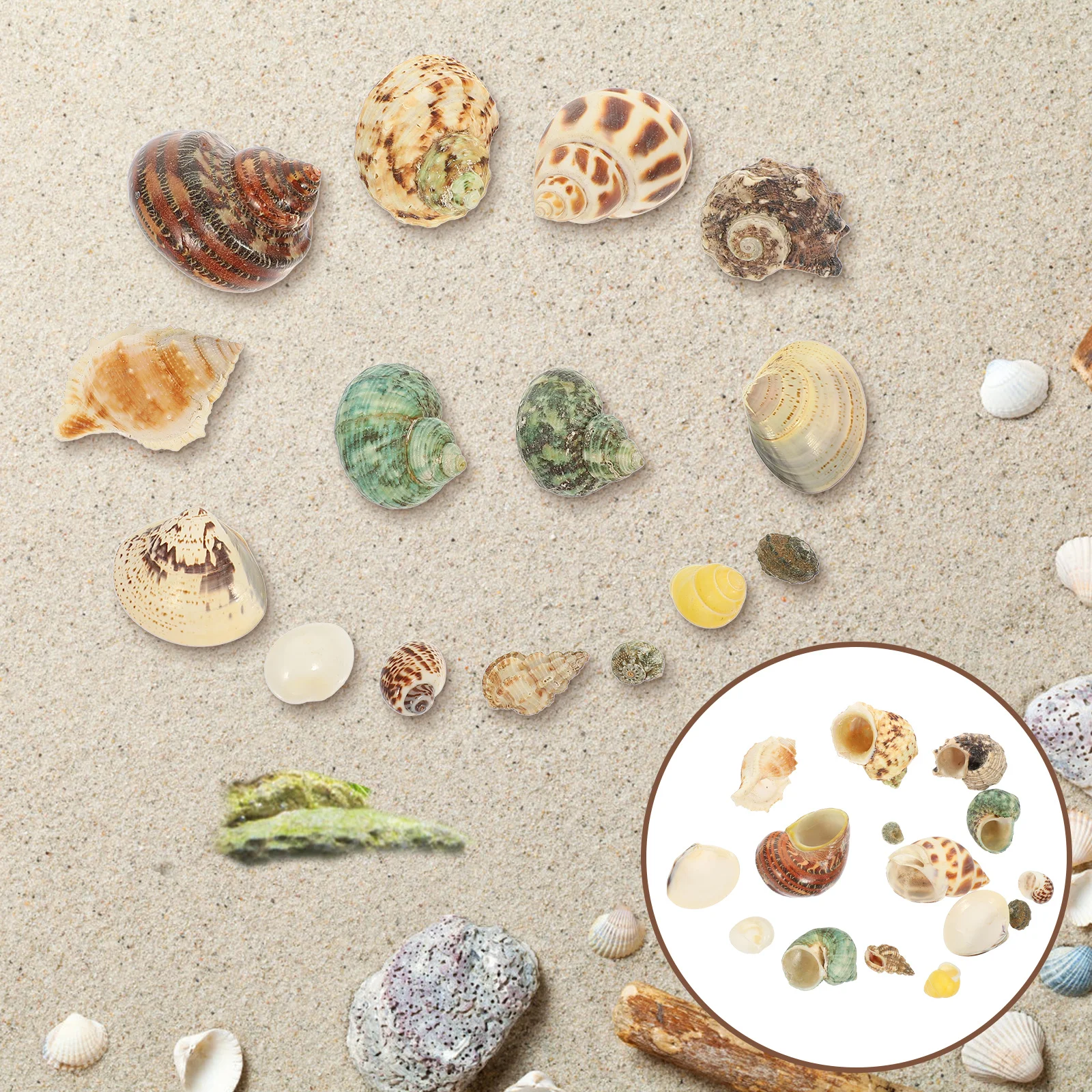 

1Set Natural Conch Shell Set Creative Fish Tank Decoration Aquarium Landscaping Ornament Durable Safe Material