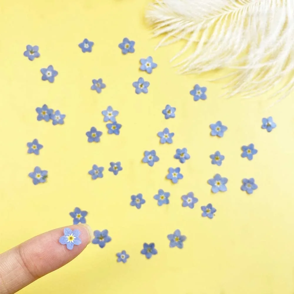 20 Pcs Natural Forget-me-not Real Dried Pressed Flowers for Art Craft DIY Epoxy Resin Pendant Soap Craft Jewelry Card Making.