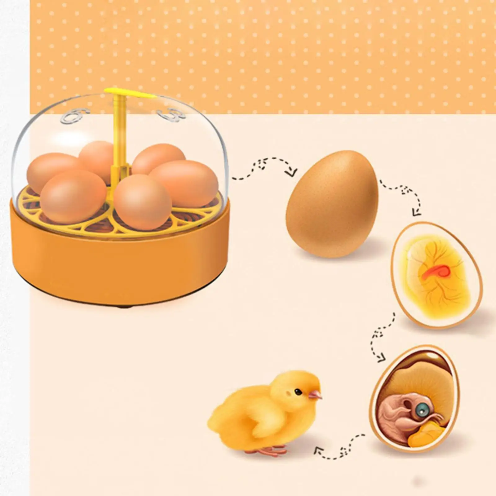 

Egg Incubator AU Plug Reliable Mini Incubator for Home Use Duck Eggs Chicken