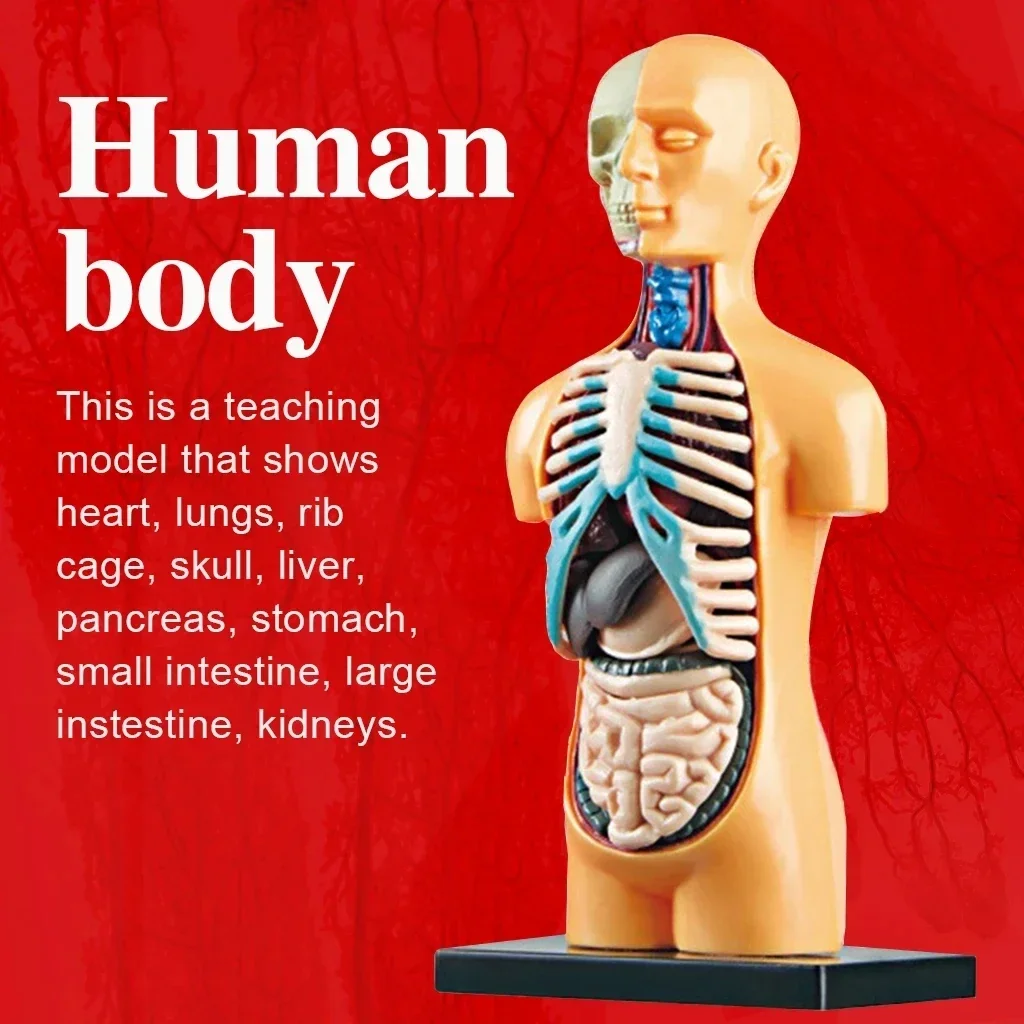 3D Human Body Simulated toy Science Educational Children Toy Body Torso Model DIY Skeleton Anatomy Organs Toy Set for Kid Adult